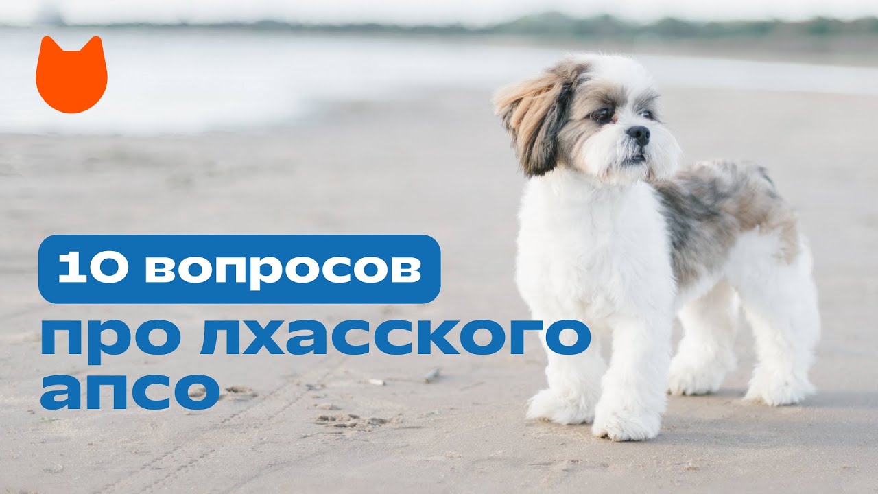 10 вопросов владельцу про породу лхаса апсо (лхасский апсо): характер, поведение и отношение к людям