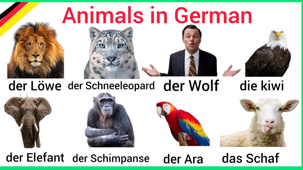 Animals in German | Learn German Animals | Learn Animal | German Vocabulary 