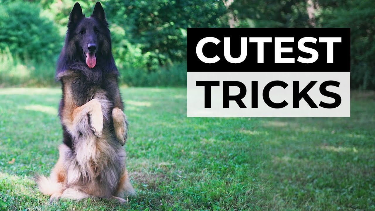 Belgian Shepherd Cute Dog Tricks