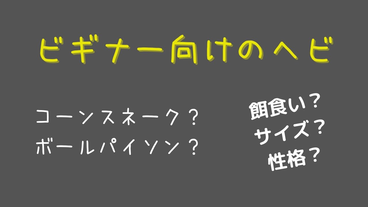 初めてのヘビに迷ったらこれ‼ビギナーにおすすめのヘビを紹介‼