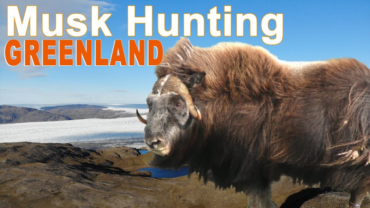 Musk ox and Reindeer Hunting in Greenland / 2019 (Chasse b&oelig;uf musqu&eacute;)