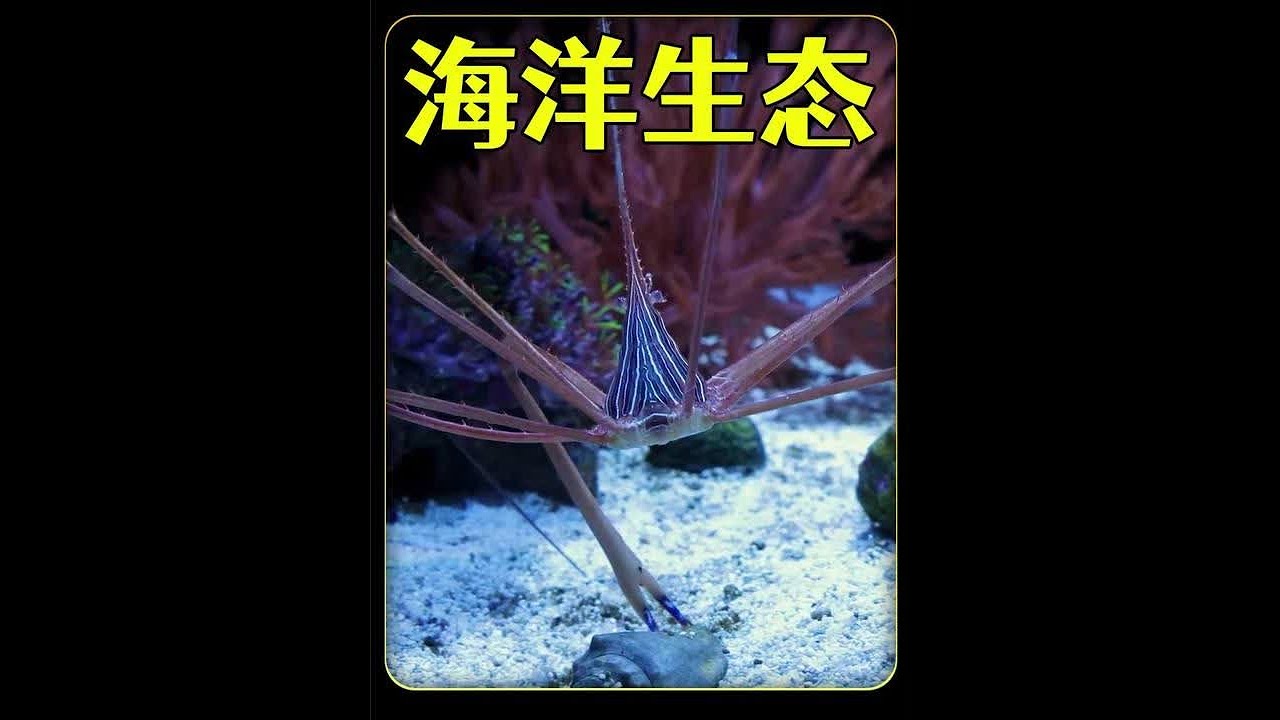 耗时365天，打造一个海洋生态缸，过程比想象的还容易？ 