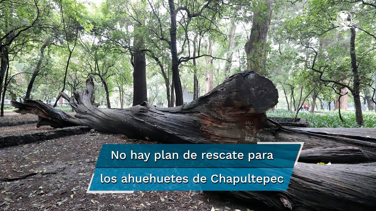 Los ahuehuetes de Chapultepec, árboles sagrados y profanados