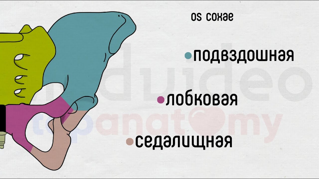 Скелет нижней конечности