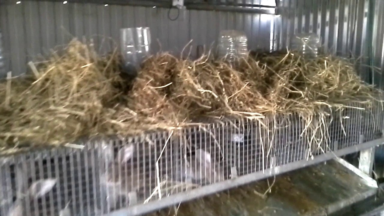 Кроликоферма от А до Я