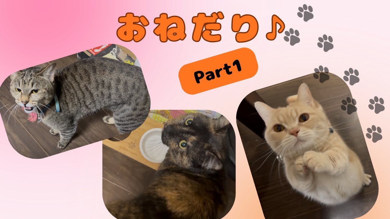 猫たちのおねだり　Vol.1