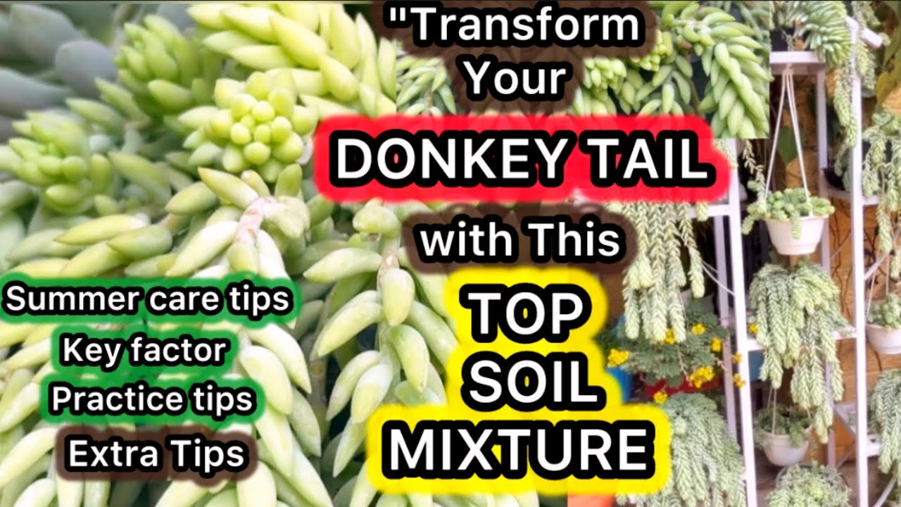 Top Soil Mixture For Donkey Tail | इस मिट्टी में लगाने से DonkeyTail की ग्रोथ हज़ार गुणा बढ़ जाती है