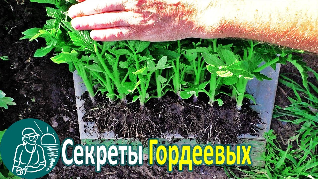 🌱 Вся правда о рассаде 🌿 Опыт и выращивание рассады по технологии Гордеевых