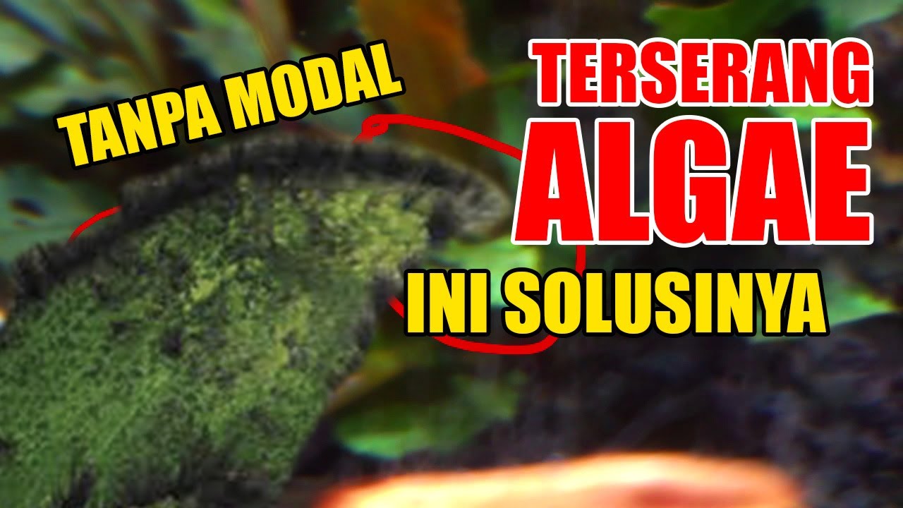 #3 Cara Ampuh Menghilangkan ALGAE di Aquascape!! TANPA MODAL!!!