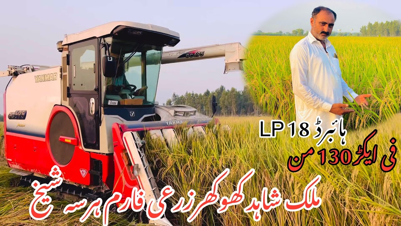 Paddy Harvester machine in Punjab // Rice cutter machine // Kubota GC 695 // Kubota // Rice LP 18