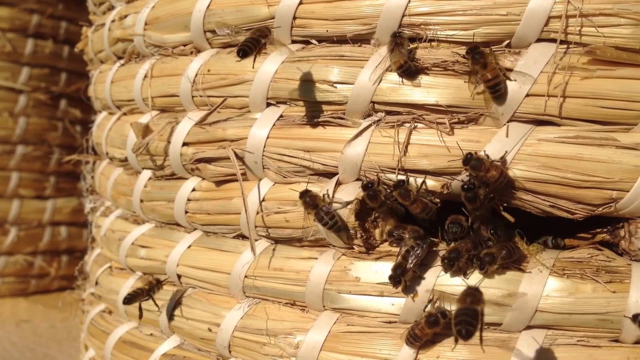 Ouverture de ruches en paille tressée  - UN TOIT POUR LES ABEILLES - FOLIES ROYALES