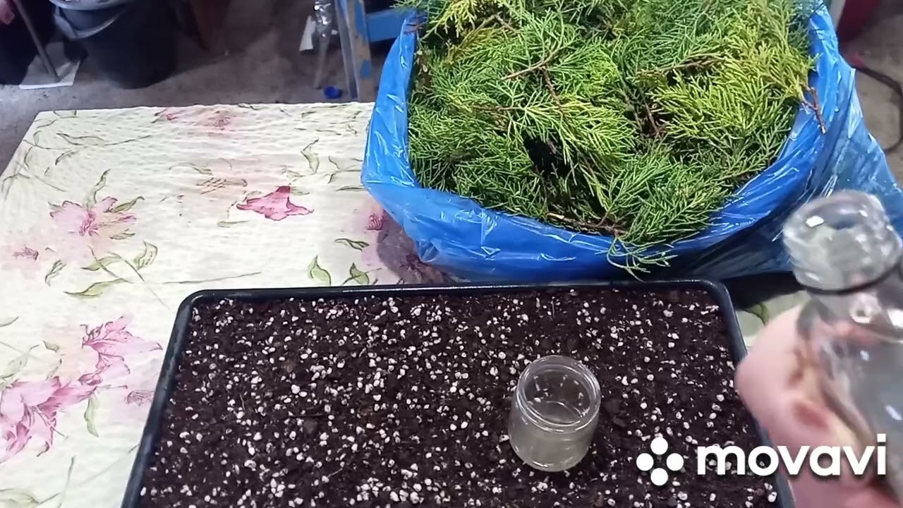 Черенкование можжевельника этап 3