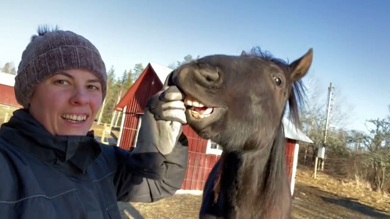 TANKAR KRING LASTTRÄNING (med 8 olika hästar)