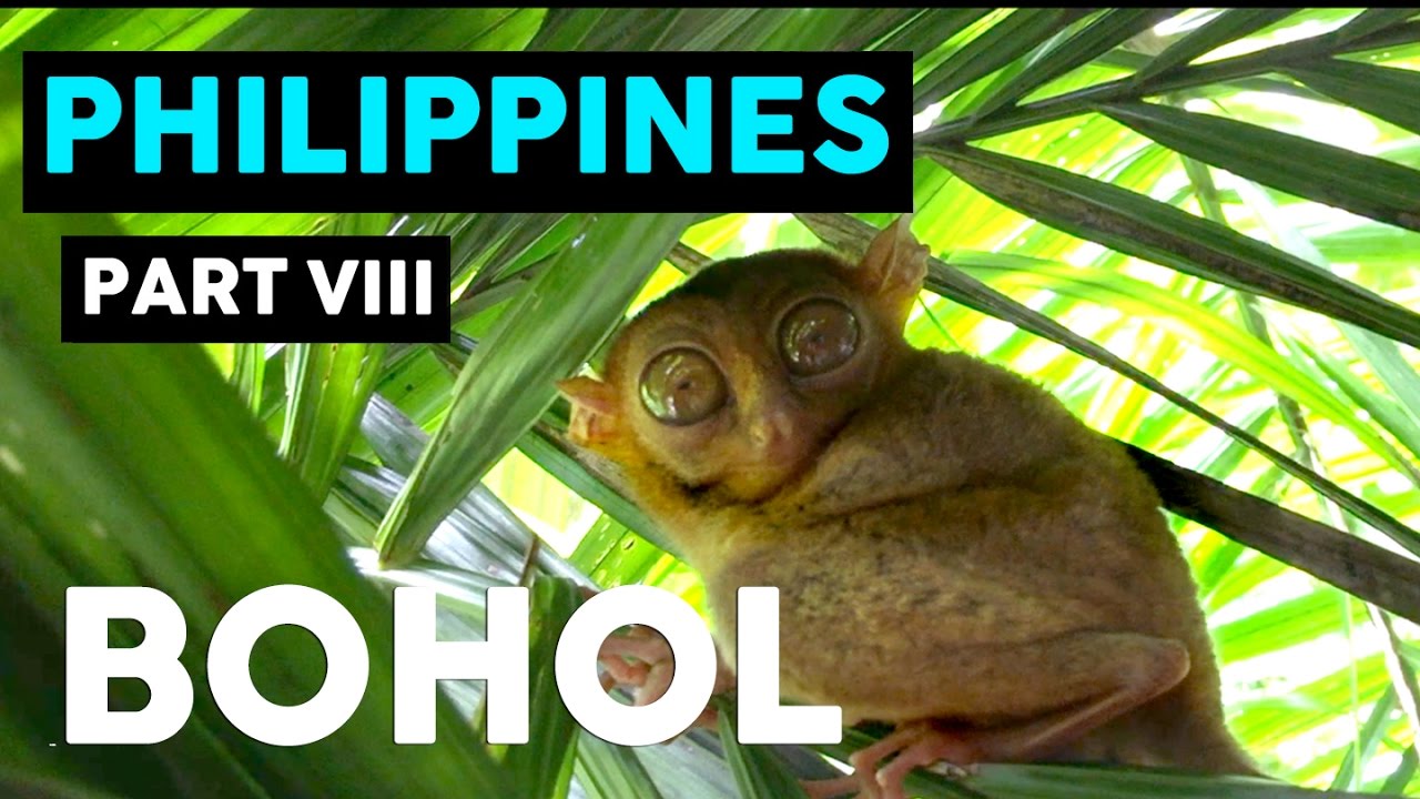 TOUR OF BOHOL, PHILIPPINES //  THE ULTIMATE DAY OF ADVENTURE