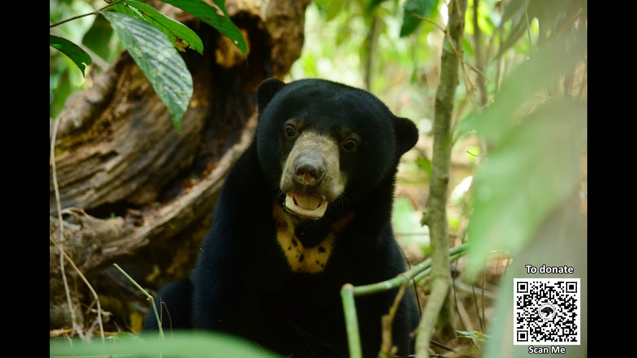 Sun Bear Rehabilitation | Kala The Orphaned Sun Bear | BSBCC