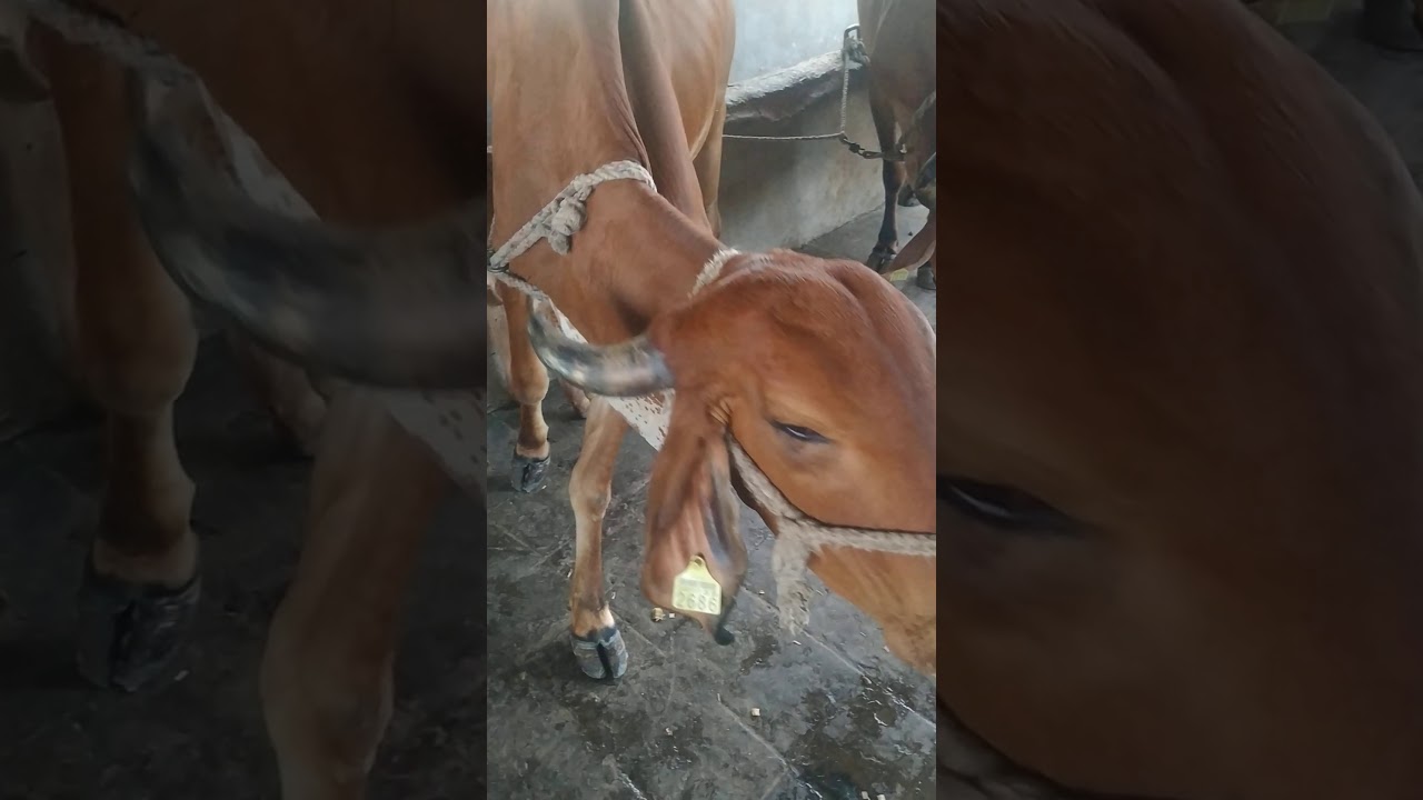 Gau Grass Manorath(3)