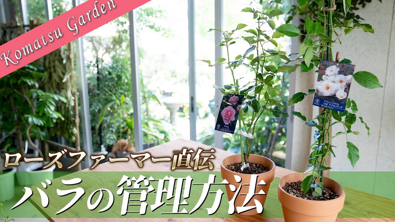 【バラの新苗】新苗の鉢増し後の管理