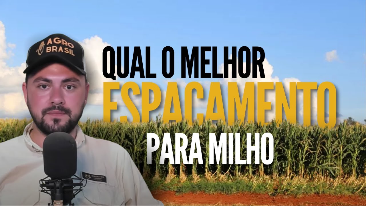 Qual o espaçamento ideal para milho