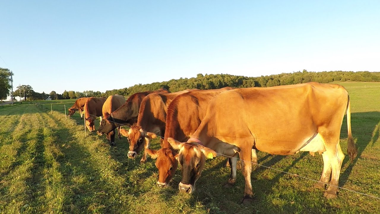 A Perfect Day on the Farm