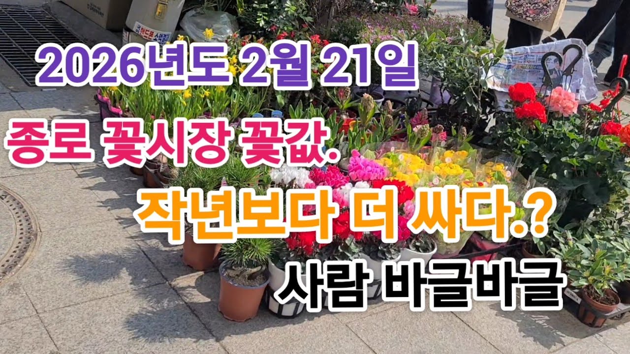 2026년 2월 21일 종로 꽃시장 (꽃값) 꽃시세' 작년보다 더 싸다? 사람 바글,바글 !!