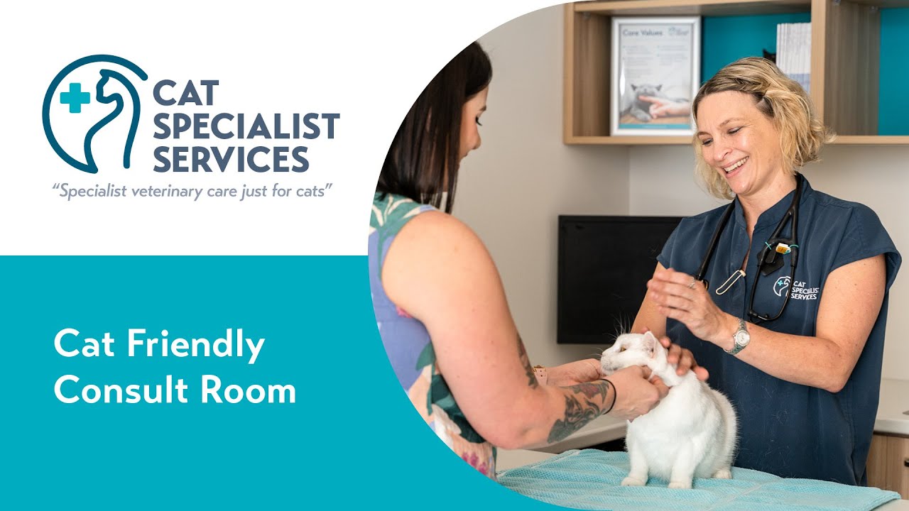 Inside a Cat-Friendly Consult Room