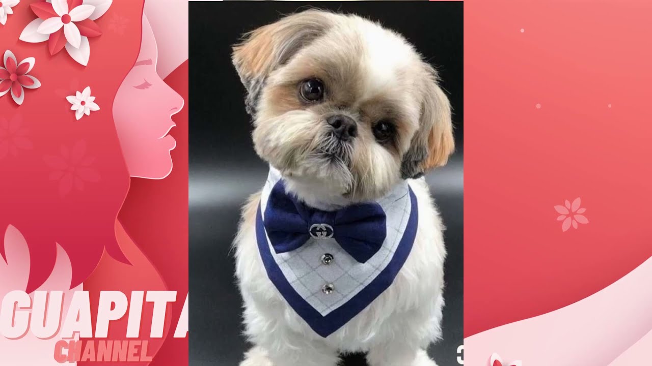 🐶 Hermosas Ideas de ROPA para PERROS | S&oacute;lo para amantes de los peludos 2021