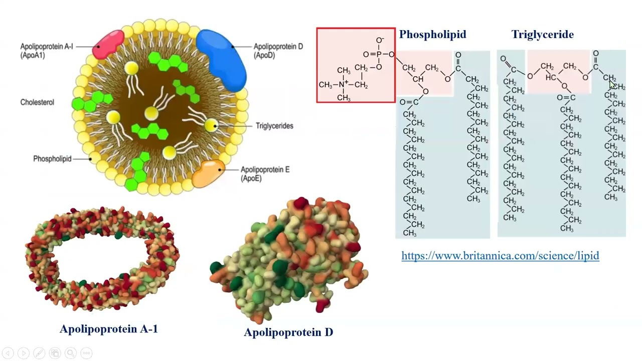 Lipoproteinlar. Lipid moddalarning tashilishi. Xolesterin.