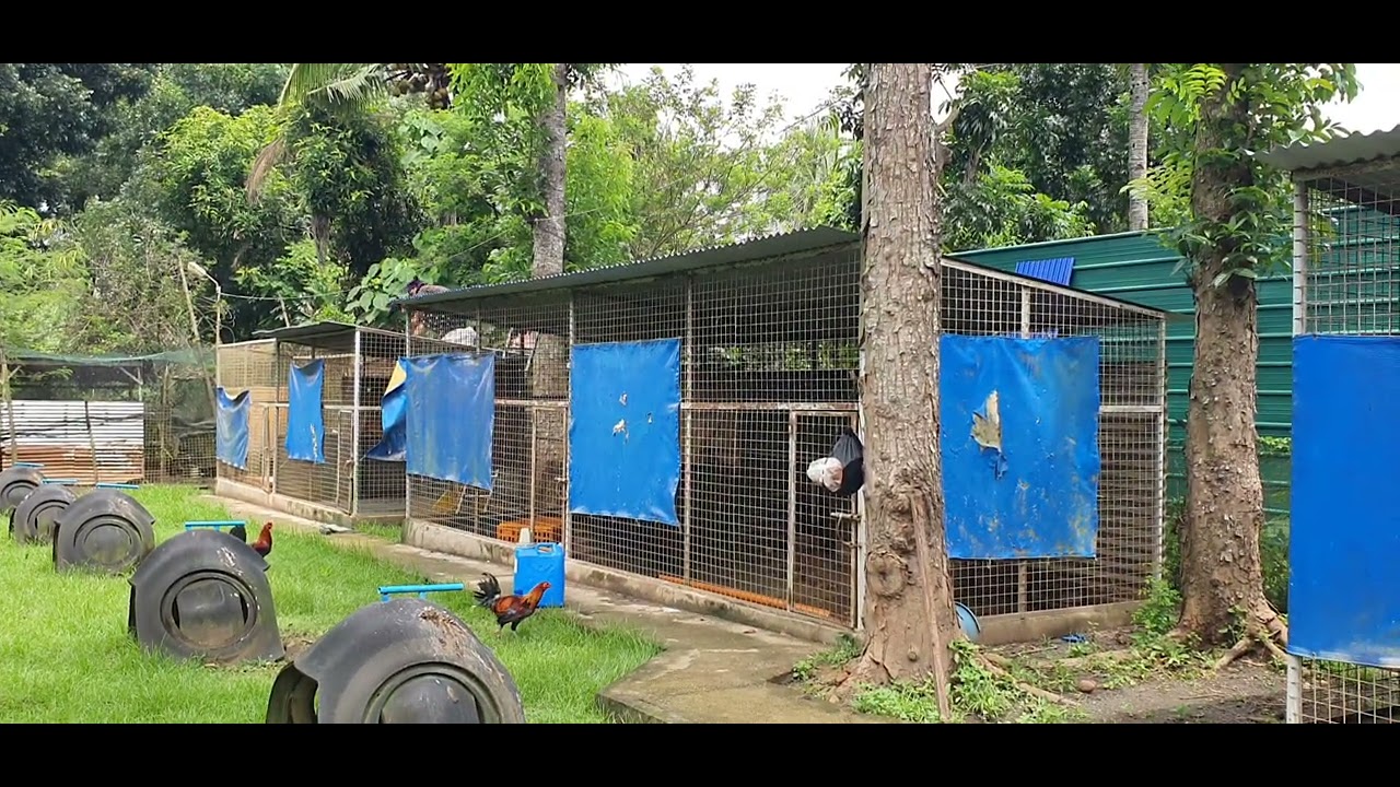 Solid ang  Breeding pen na ganito 10yrs na
