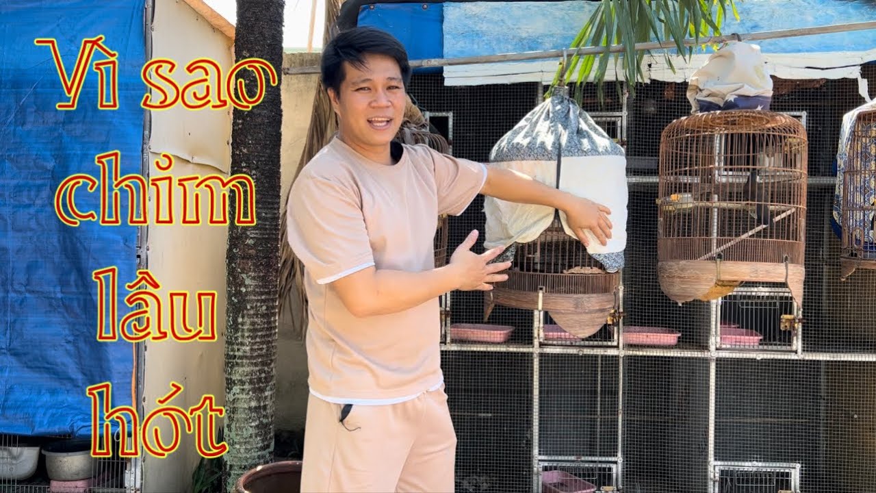 VÌ SAO CHIM NUÔI LÂU MÀ KHÔNG HÓT? LÝ DO VÀ CÁCH KHẮC PHỤC