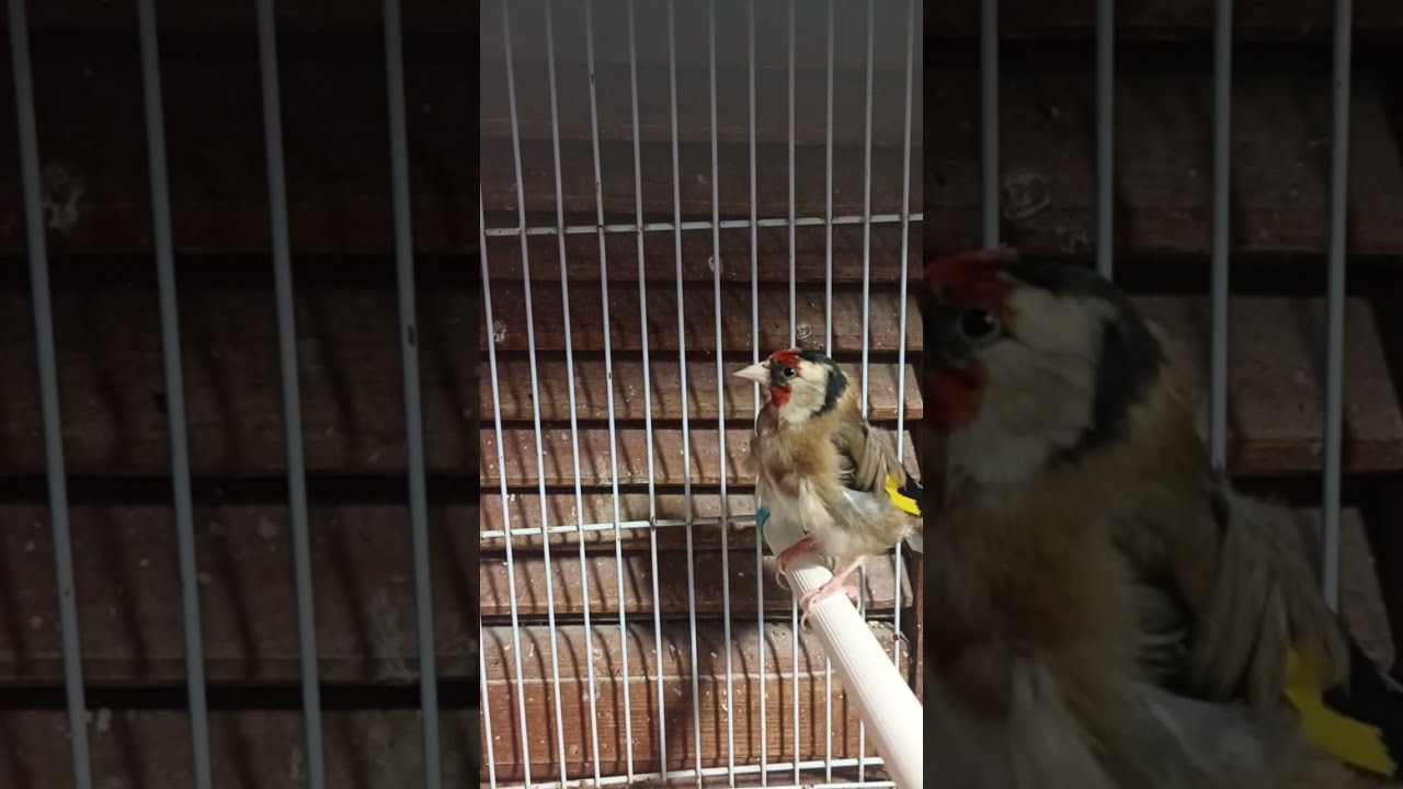 female goldfinch singing | female goldfinch songs | A female goldfinch call for mating | @Bozcanary