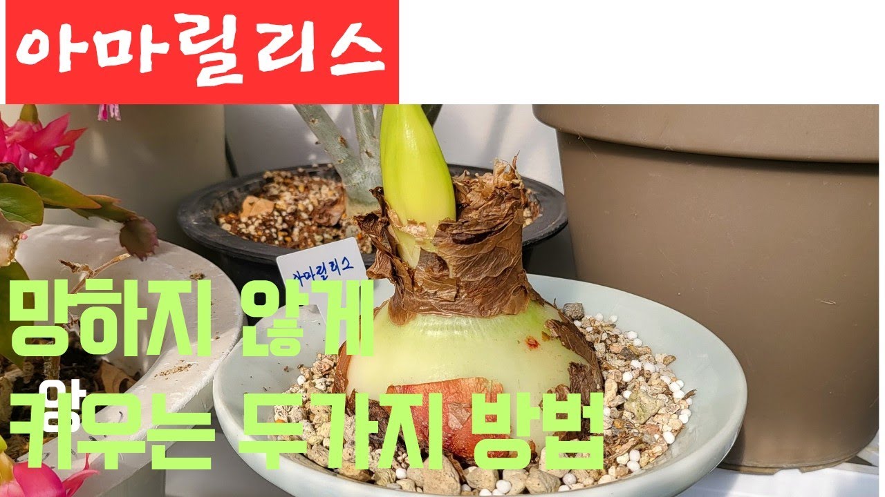 아마릴리스 꽃 피우기// 망하지 않게 키우는 두가지 방법