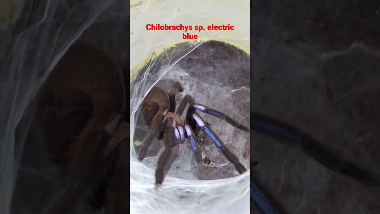 #short #tarantula #mrspider #animals