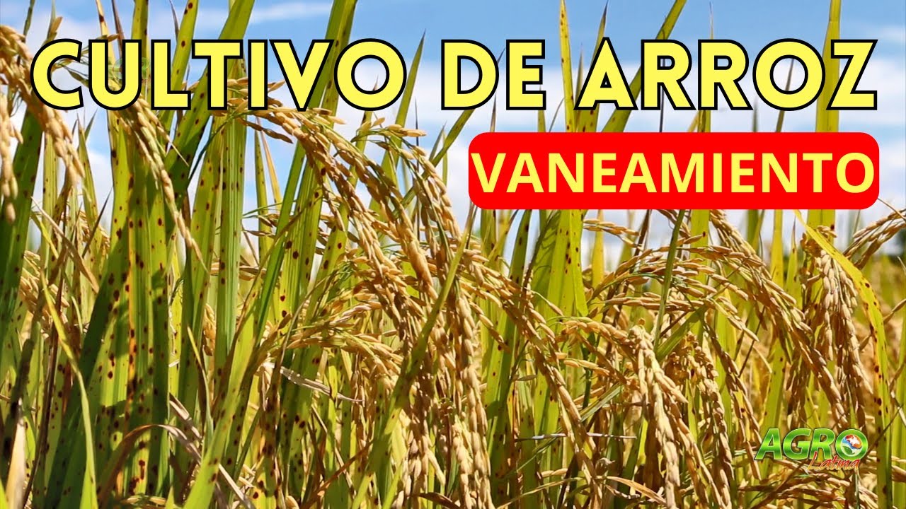 CULTIVO DE ARROZ: VANEAMIENTO Patogenos