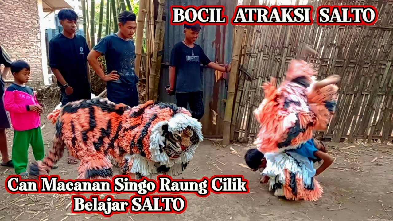 VIRAL CAN MACANAN SINGO RAUNG CILIK BELAJAR ATRAKSI SALTO