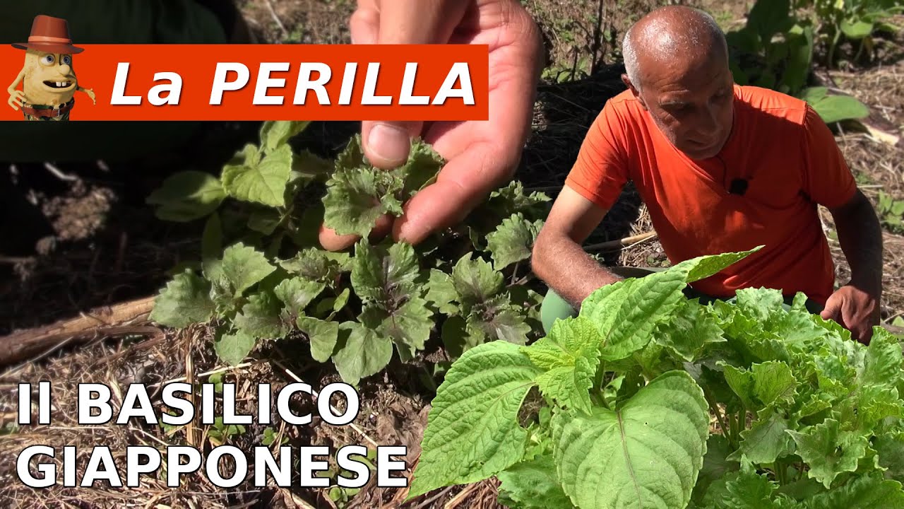 Perilla Frutescens: Coltivazione e Proprietà del Basilico Giapponese
