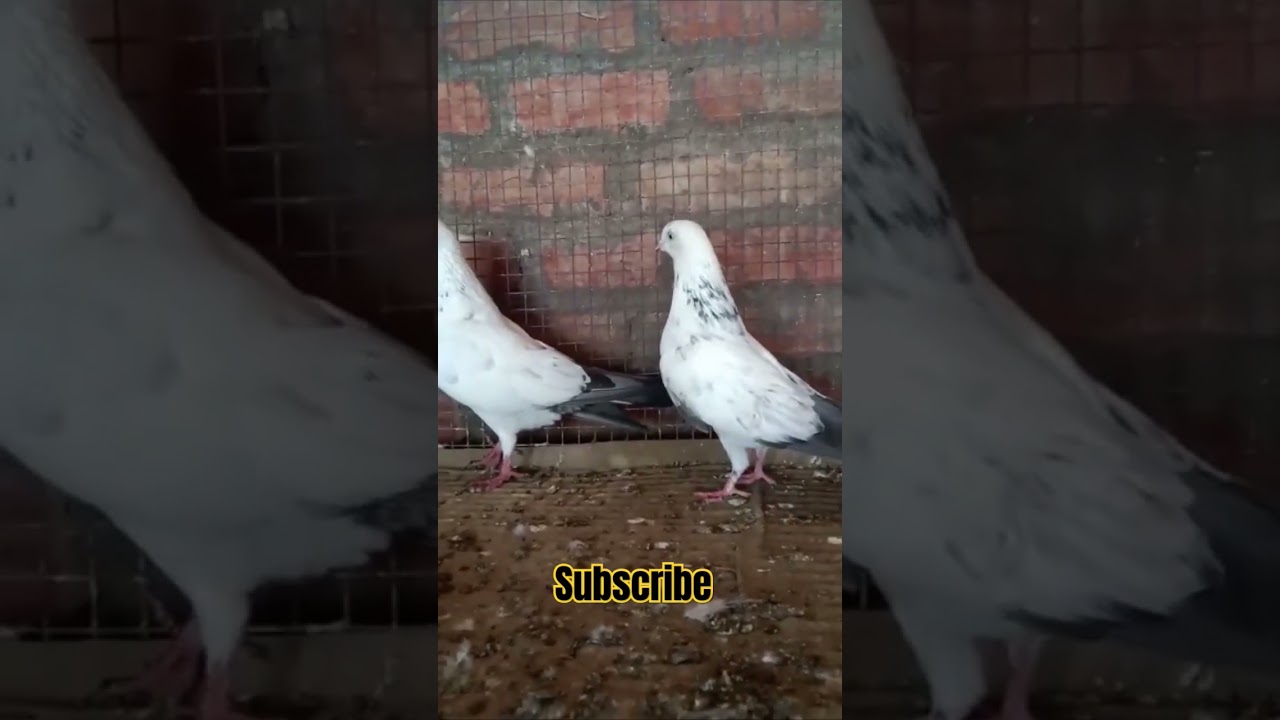 #kalpare #pigeons #virral #shorts