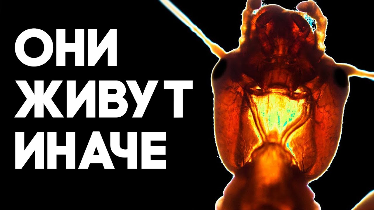 Кузнечик, который стал социальным - ЭМБИЯ. Удивительные способности удивительного насекомого!