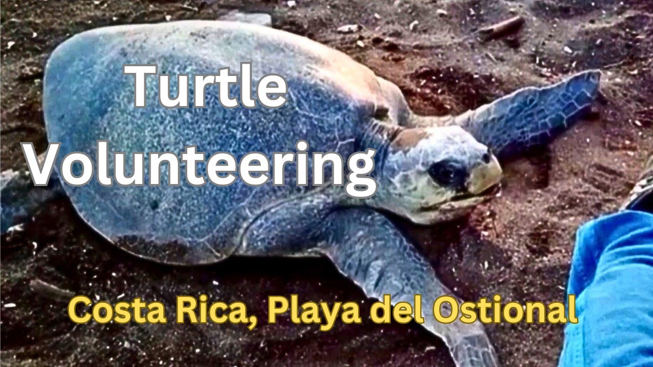Playa Ostional, Costa Rica. Turtle Volunteering, Arribada and turtle watching.