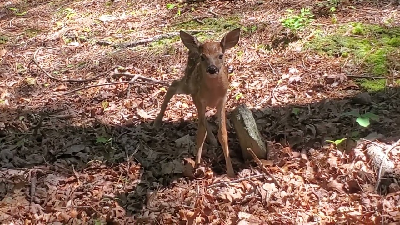 I'm a deer 🦌 mom now?