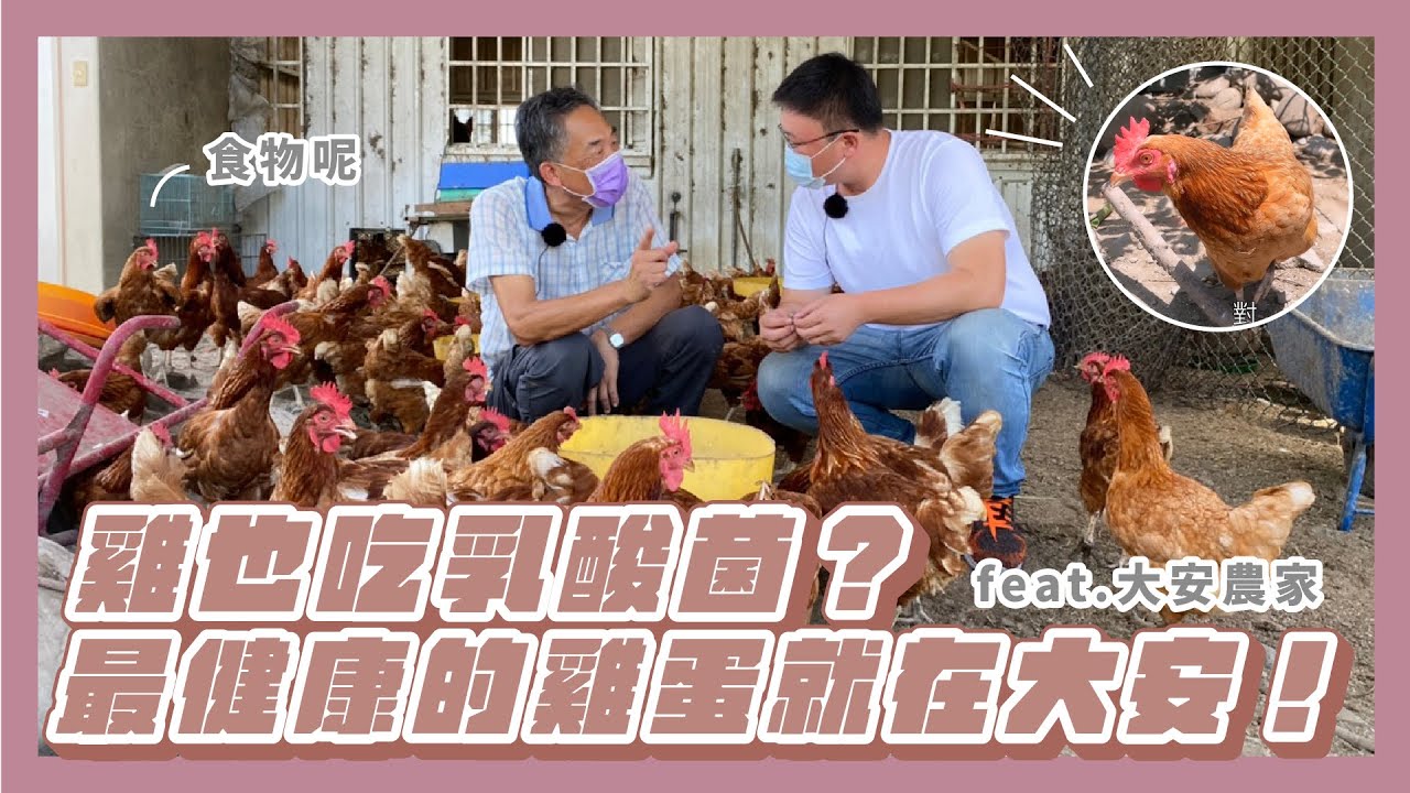 【大安】雞也吃乳酸菌？最健康的雞蛋就在大安！