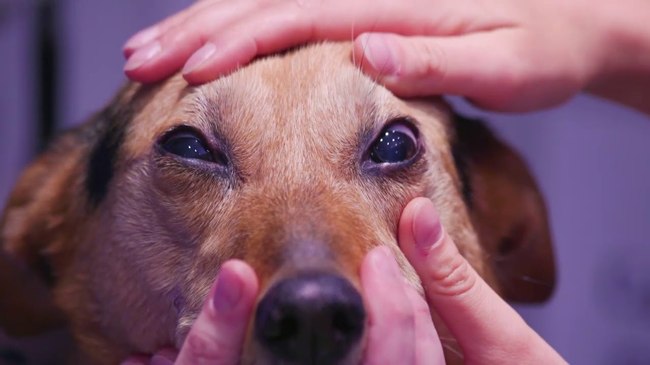 Cuatro signos de dolor ocular en el perro