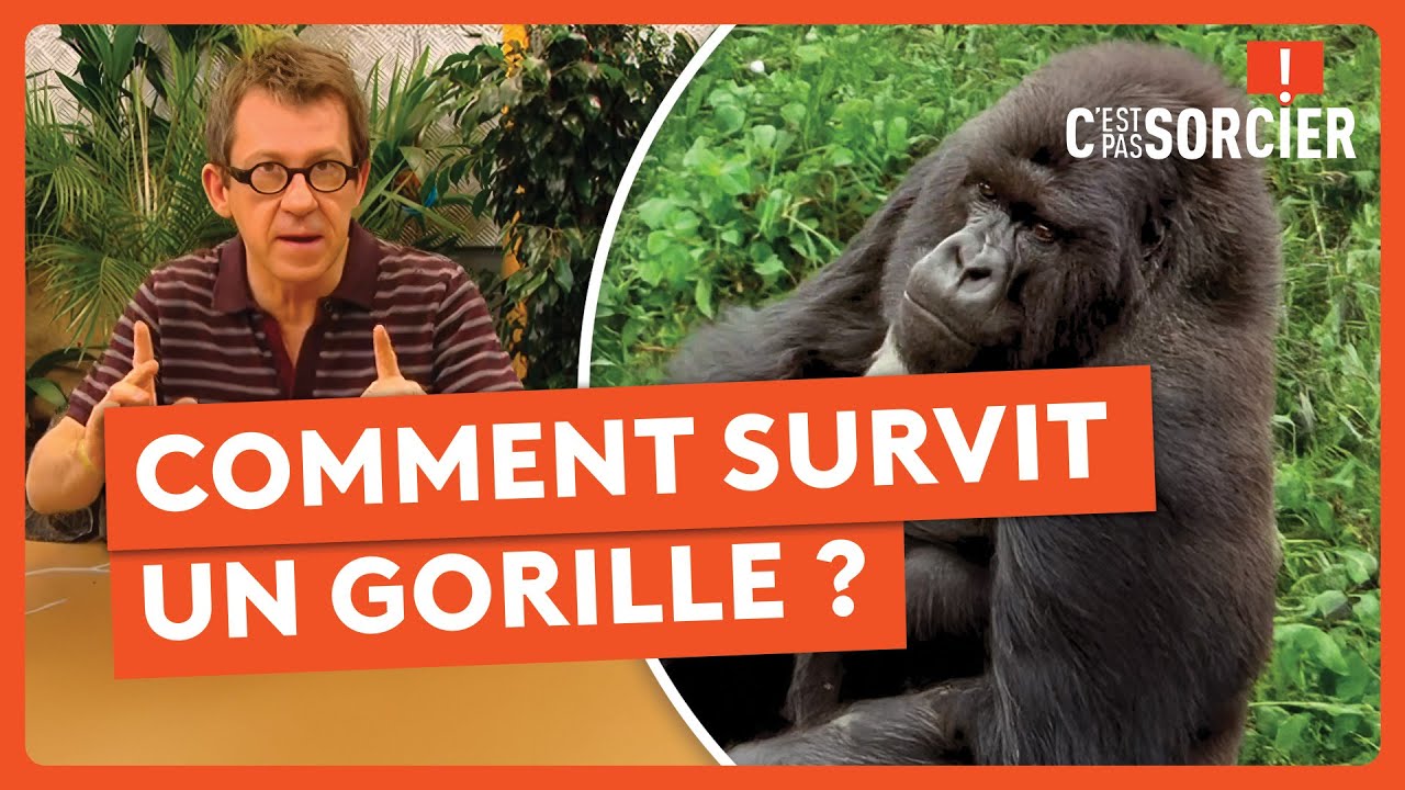Un gorille contre 100 hommes... Qui gagne ? - C'est pas sorcier