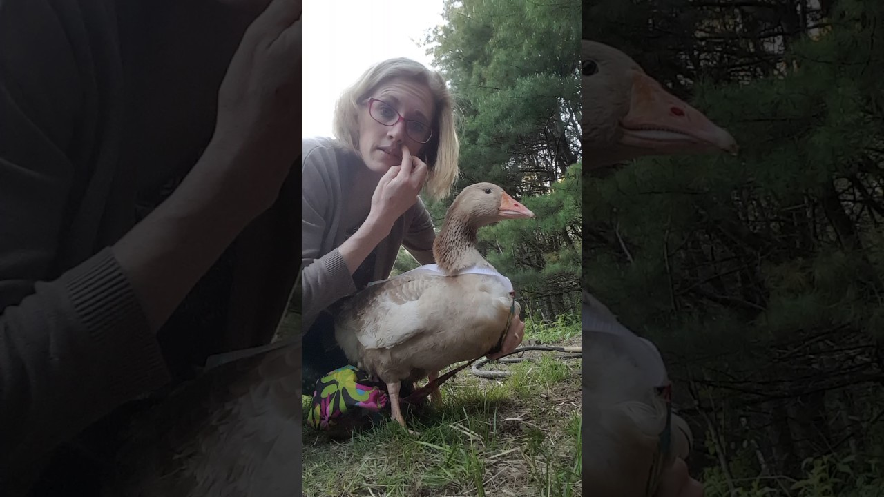 How to diaper a full grown goose.