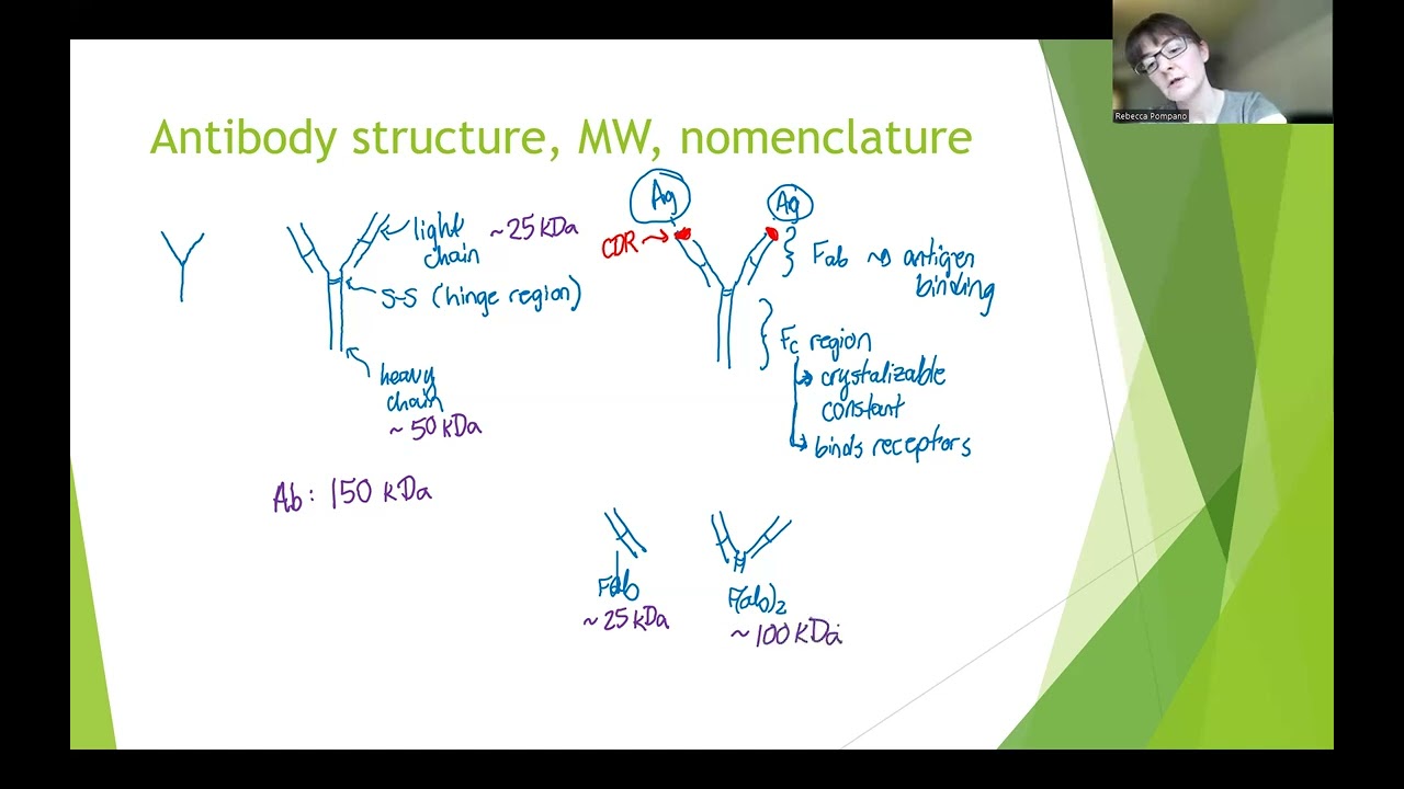 Bioanalytical Chemistry: Antibodies as reagents