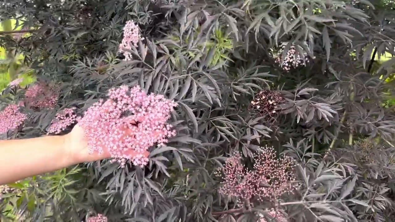 Black Lace Elderberry Sambucus