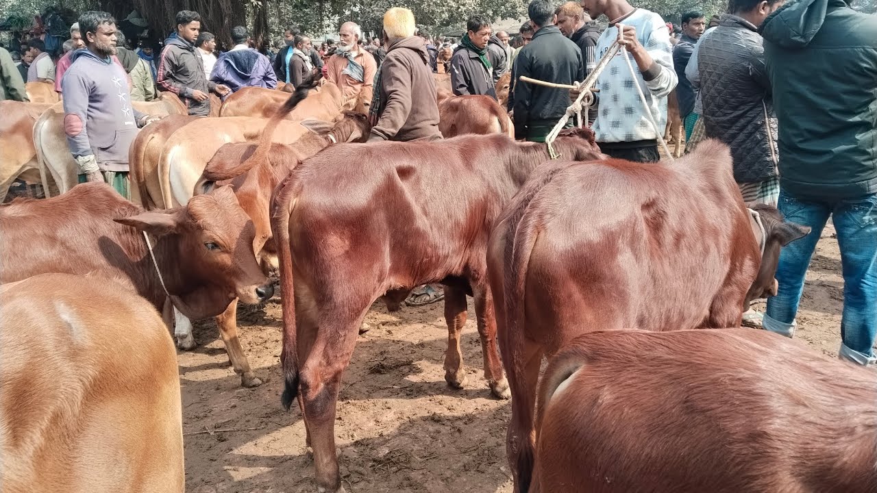 4/2/26/খামার উপযোগী শাহীওয়াল গির বাছুরগরু বর্ডার এলাকা থেকে কমদামে01773949974