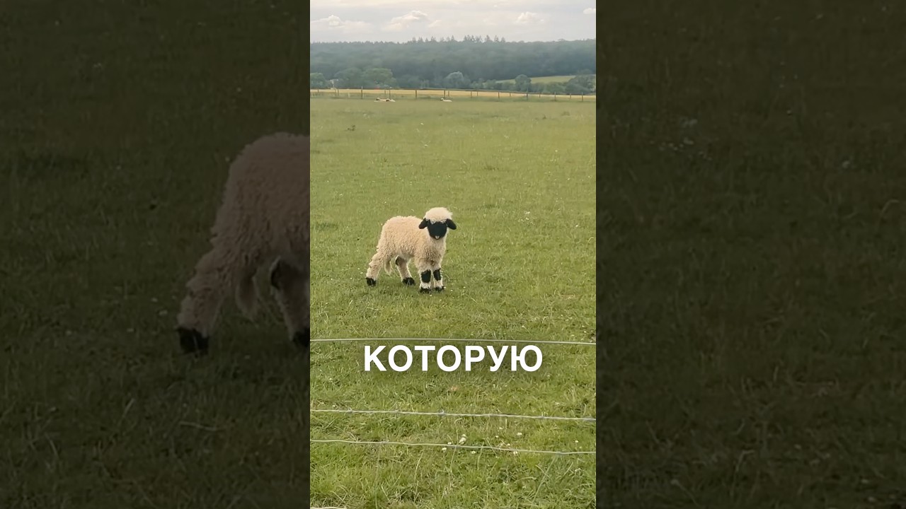 Самая красивая овечка 🥰 #истории #история #новости #новость #shorts