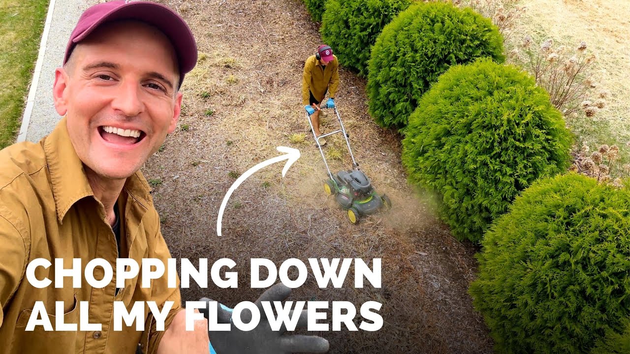 Mowing down debris in early spring to promote new growth