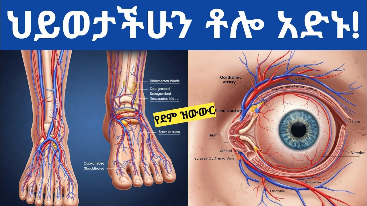 የደም ፍሰትን እና ዝውውርን ለማሻሻል የሚረዱ 15 ምርጥ ምግቦች| 15 Best Foods to Increase Blood Flow and Circulation