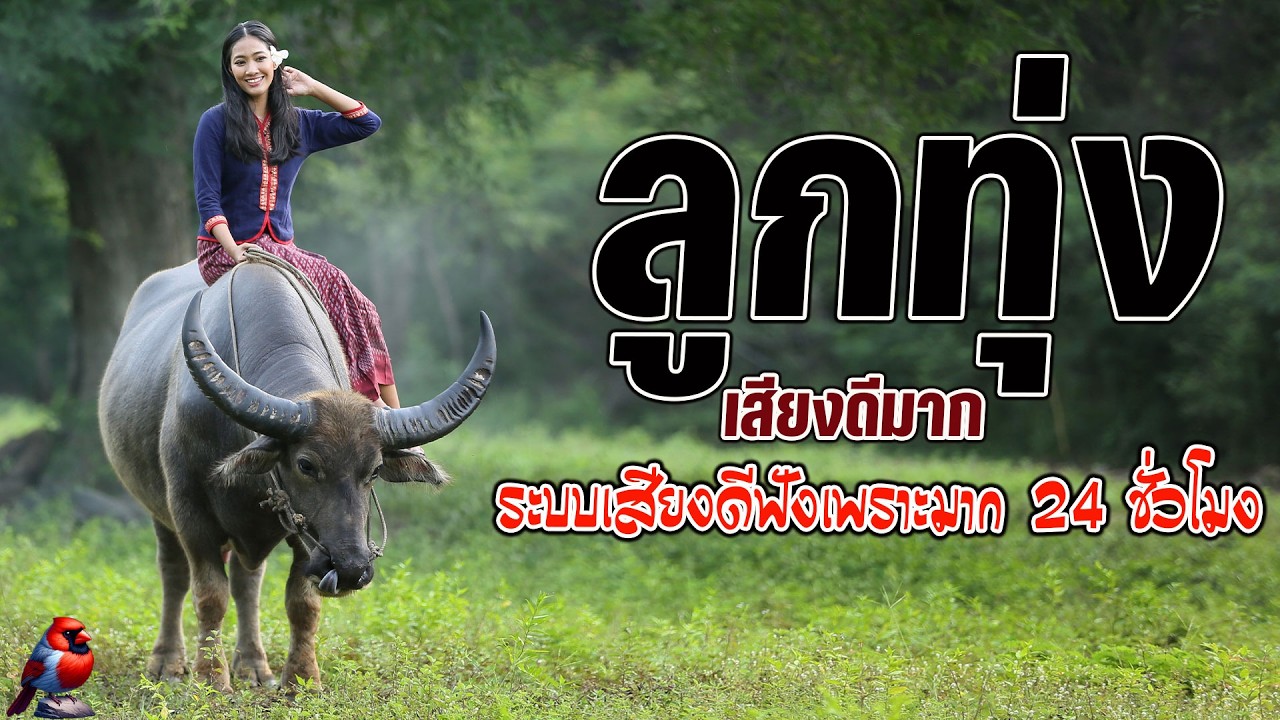 ลูกทุ่งเสียงดีมาก ระบบเสียงดีฟังเพราะมาก คัดพิเศษเพลงลูกทุ่งฟังเพราะ 100% #เสียงดี